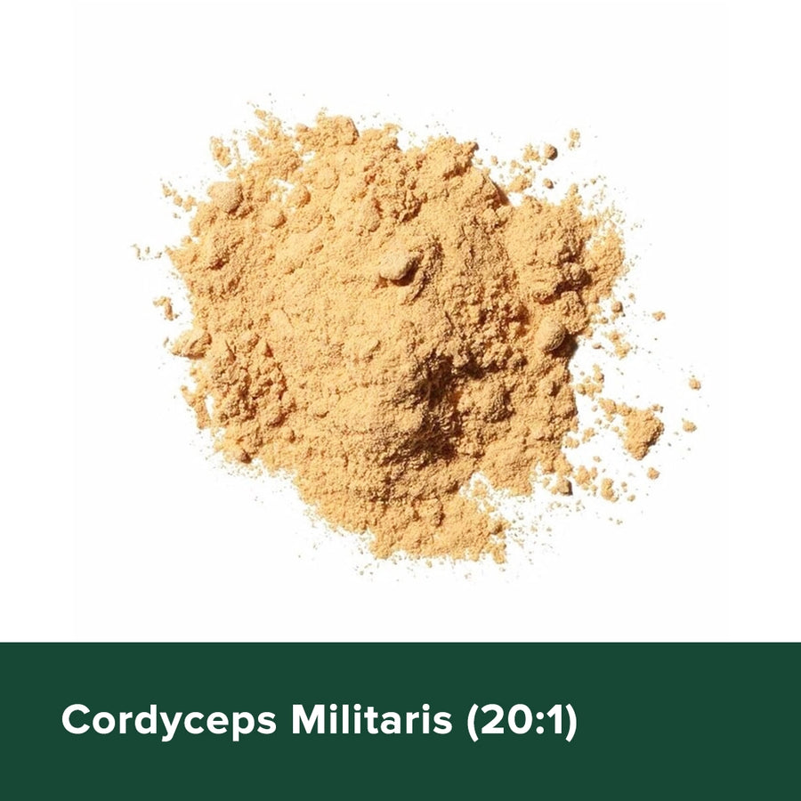 CORDYCEPS MILITARIS 20:1