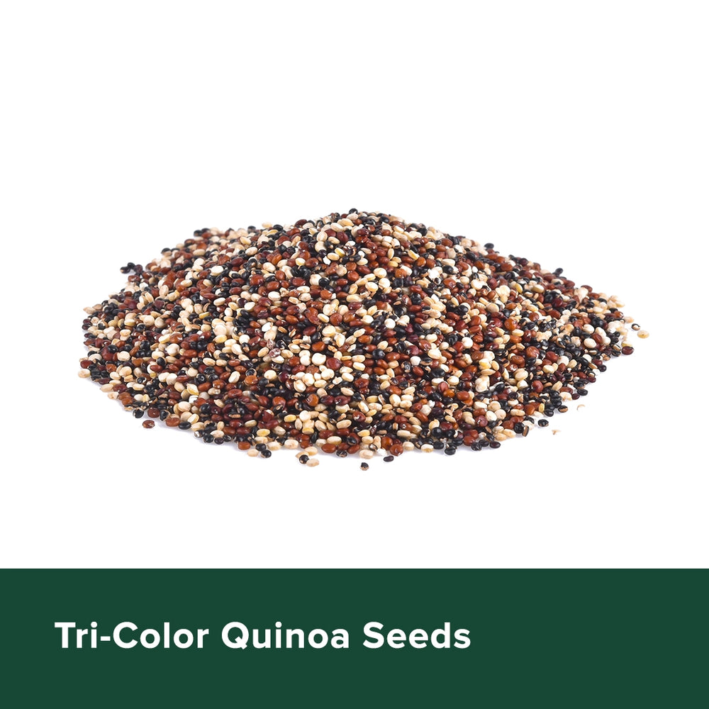 Tri-Color Quinoa Seeds - Heyday Philippines